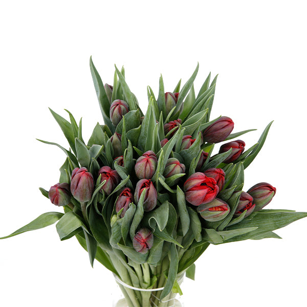 Vanco Farms PEI Novelty Double Tulips