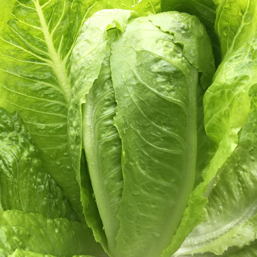 Tourne Sol Romaine Green Jericho Lettuce Organic Seeds