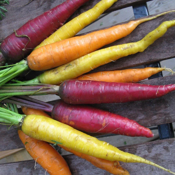 Tourne-Sol Organic Seeds Witch Fingers Carrots