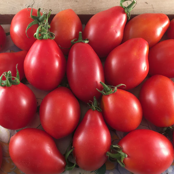 Tourne-Sol Organic Seeds Napoil a Fiaschetto Red Paste Tomato