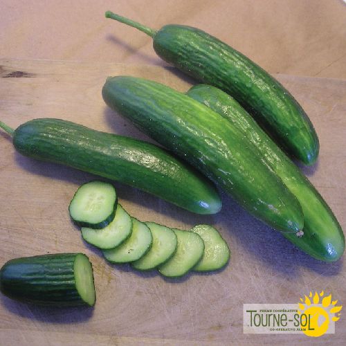 Tourne-Sol Organic Seeds Super Zagross Lebanese Cucumber