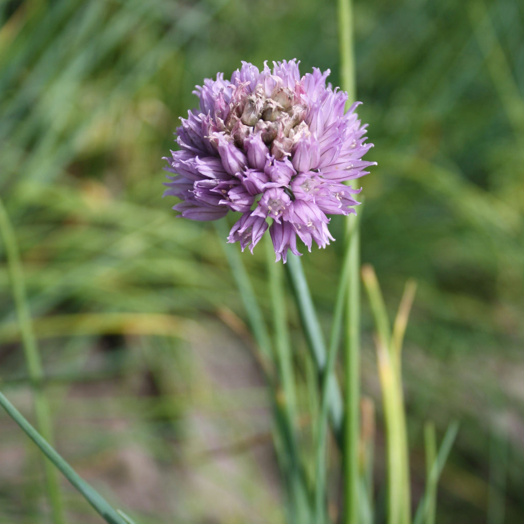 Tourne-Sol Organic Seeds Chives