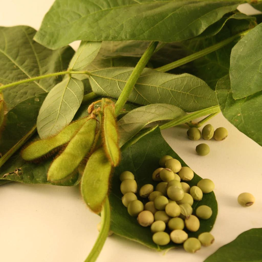 Tourne-Sol Organic Seeds Edamame Envy Soybeans