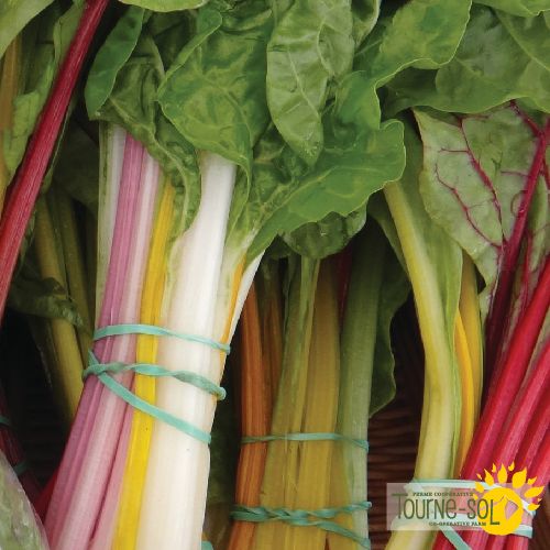 Tourne-Sol Rainbow Swiss Chard Mix