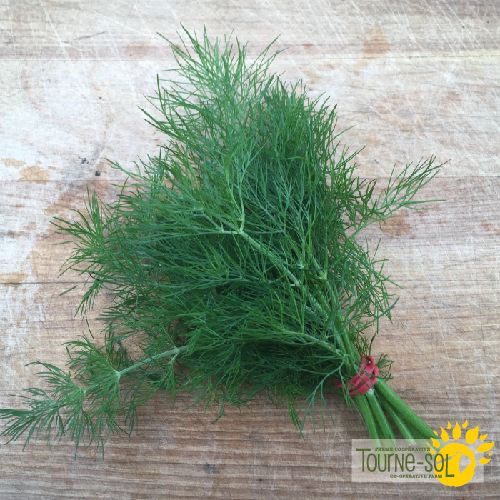 Tourne-Sol Organic Seeds Dill Bouquet