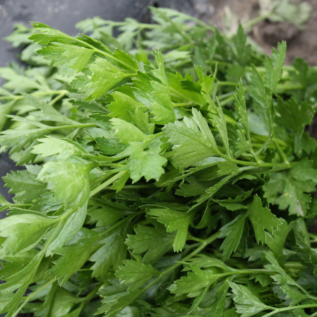 Tourne-Sol Organic Seeds Italian Parsley