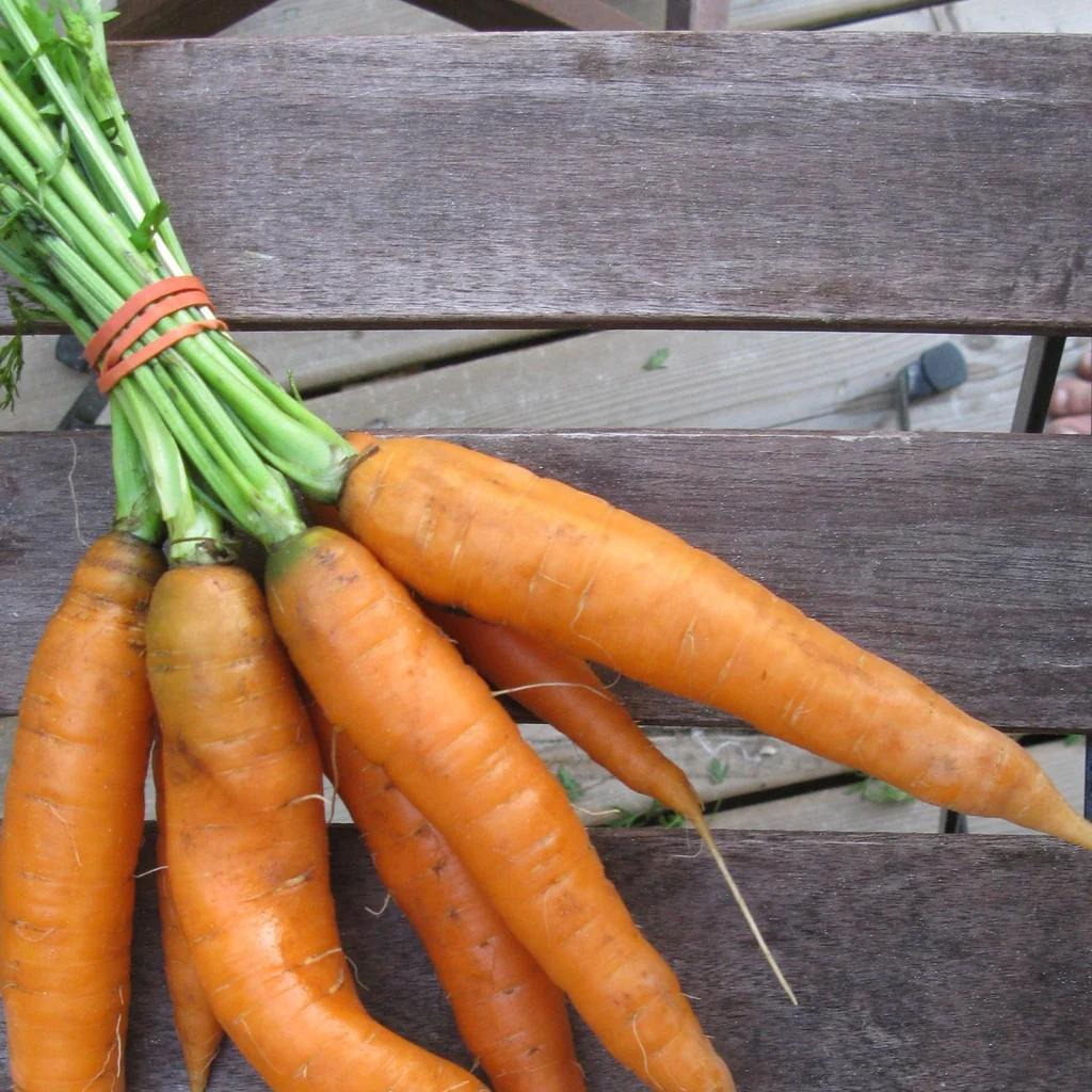 Tourne-Sol Organic Seeds Scarlet Nantes Carrots