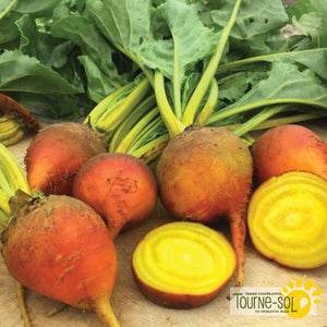 Tourne-Sol Organic Seeds Touchstone Gold Beets