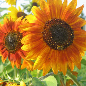 Tourne-Sol Organic Seeds Sunflower Mix