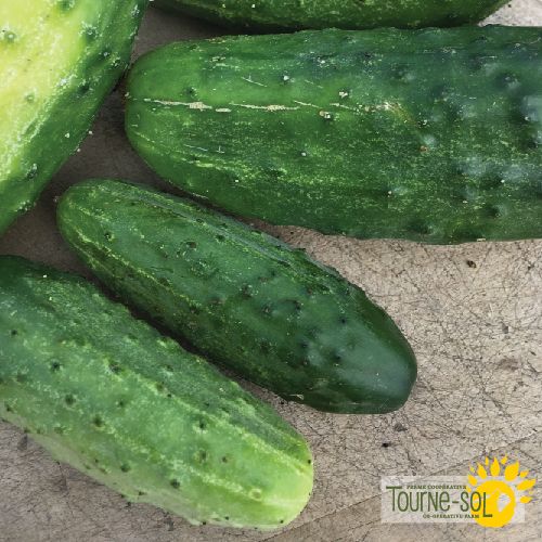 Tourne-Sol Organic Seeds National Pickling Cucumber