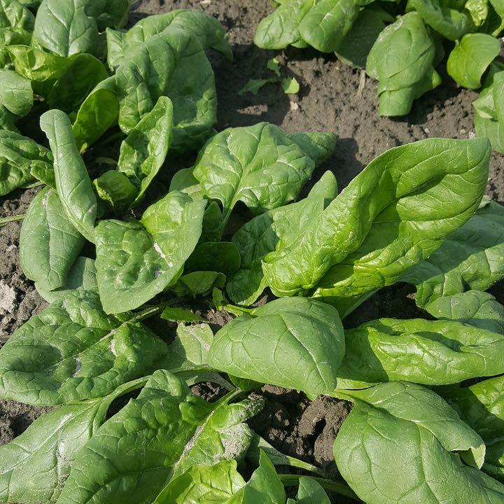 Tourne-Sol Organic Seeds Verdil Spinach