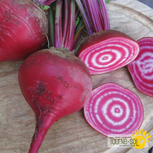 Tourne-Sol Organic Seeds Chioggia Beets