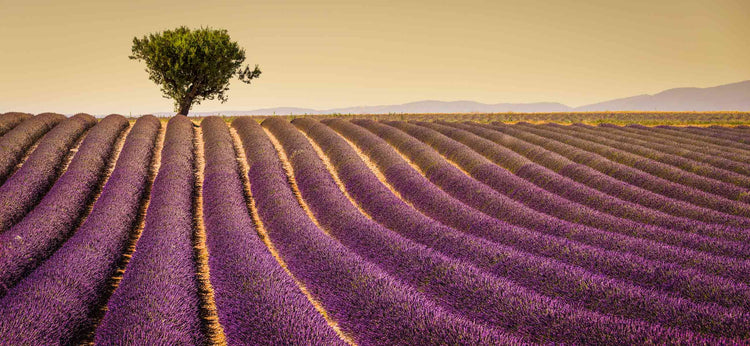 Essential Oils, Carrier Oils and Diffusers