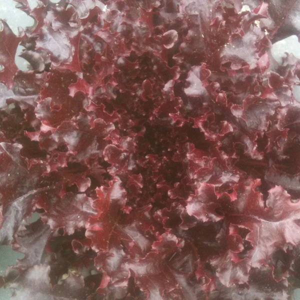 Tourne-Sol Organic Seeds Red Salad Bowl Oakleaf Lettuce