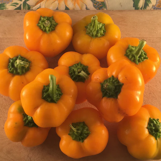 Tourne-Sol Organic Seeds Doe Hill Sweet Pepper