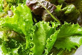 AGO Lettuce Mild 140g