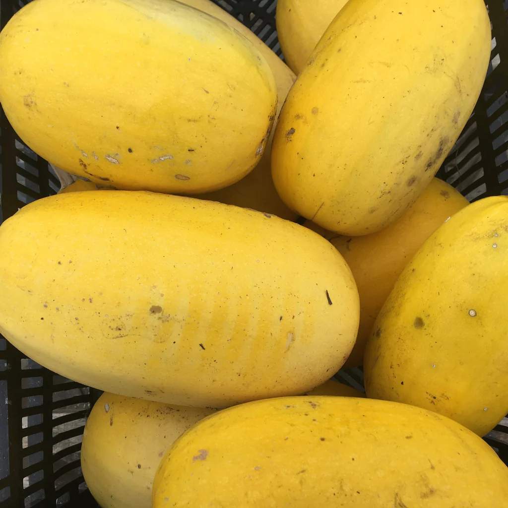 Tourne Sol Courge Spaghetti Squash Organic Seeds