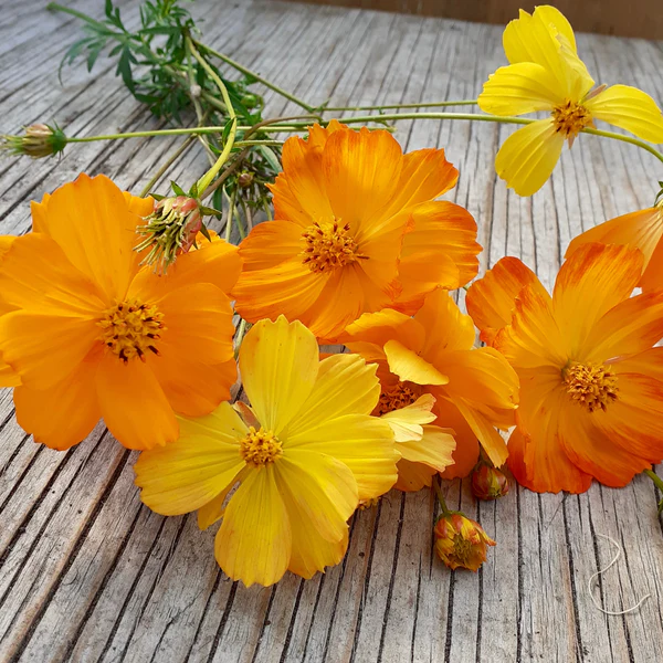 Tourne-Sol Organic Seeds Sulphur Cosmos