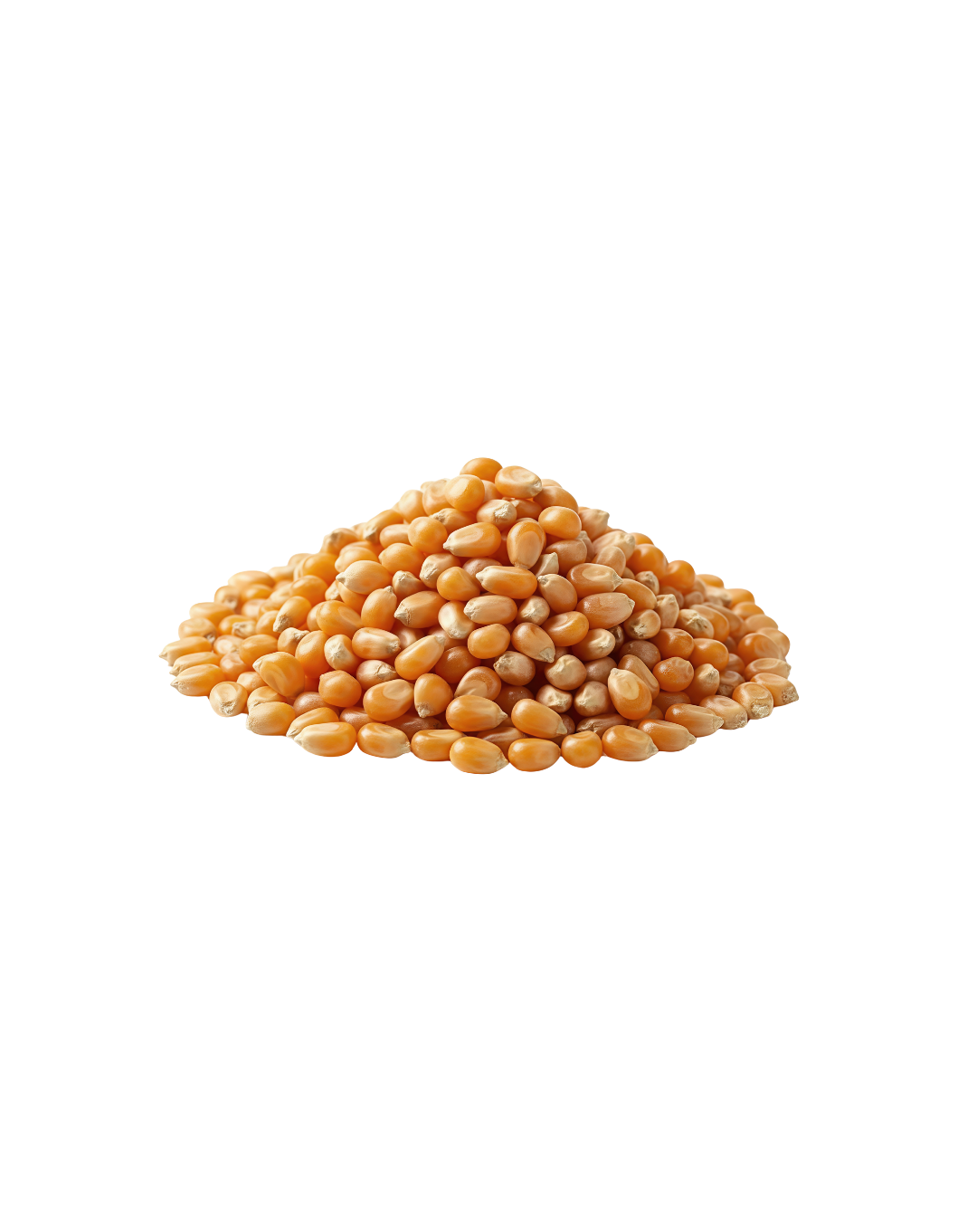 Root Cellar Bulk Organic Popcorn 908g