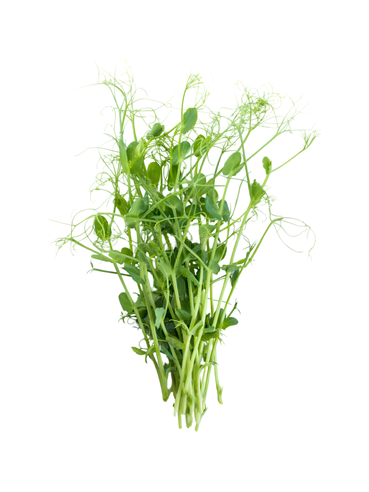 Local by Atta Pea Tendril 150g