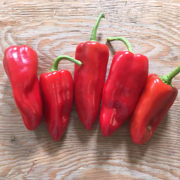 Tourne-Sol Organic Seeds Karma Sweet Pepper