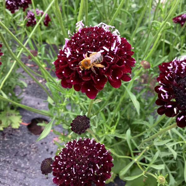 Tourne-Sol Organic Seeds Scabiosa Black Knight