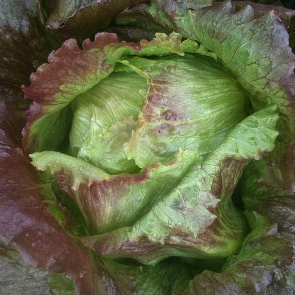 Tourne-Sol Organic Seeds Red Iceberg Lettuce