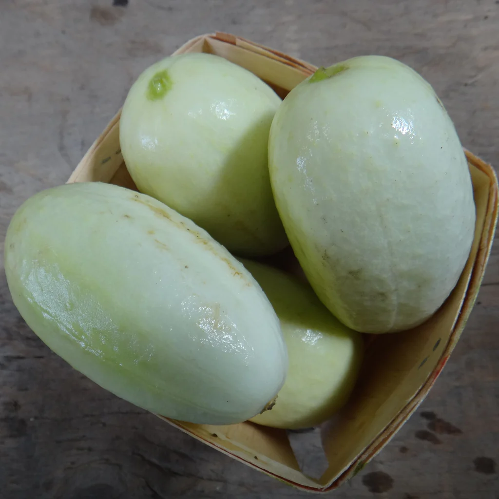 Tourne Sol Dragon Egg Cucumber Organic Seeds