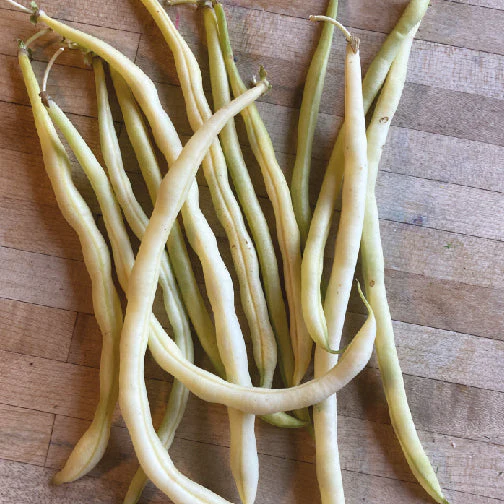 Tourne-Sol Organic Seeds Monte Gusto Yellow Pole Bean