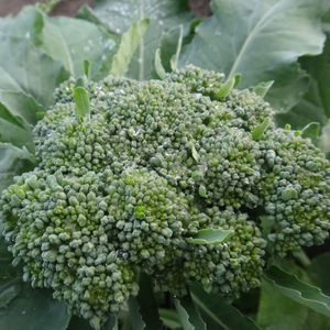 Tourne Sol Cicco Broccoli Organic Seeds
