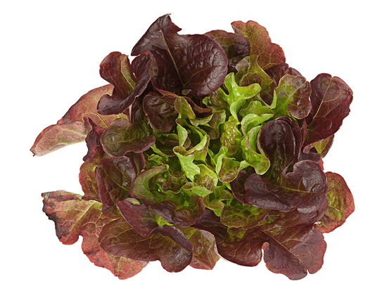 Tourne Sol Red Oak Leaf Lettuce Organic Seeds