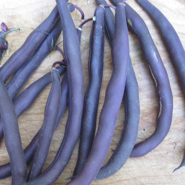 Tourne-Sol Organic Seeds Royal Burgundy Purple Bush Bean