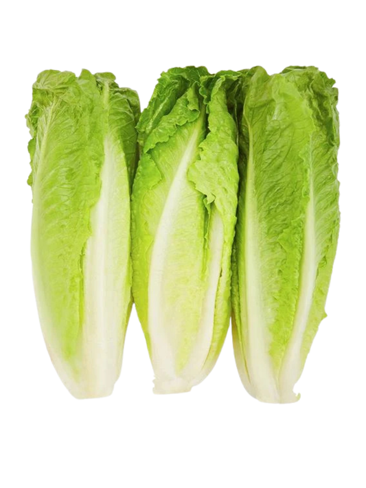 Organic Romaine Lettuce 3 Pack
