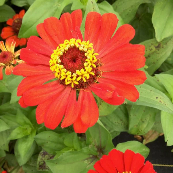 Tourne-Sol Organic Seeds Zinnia Gift