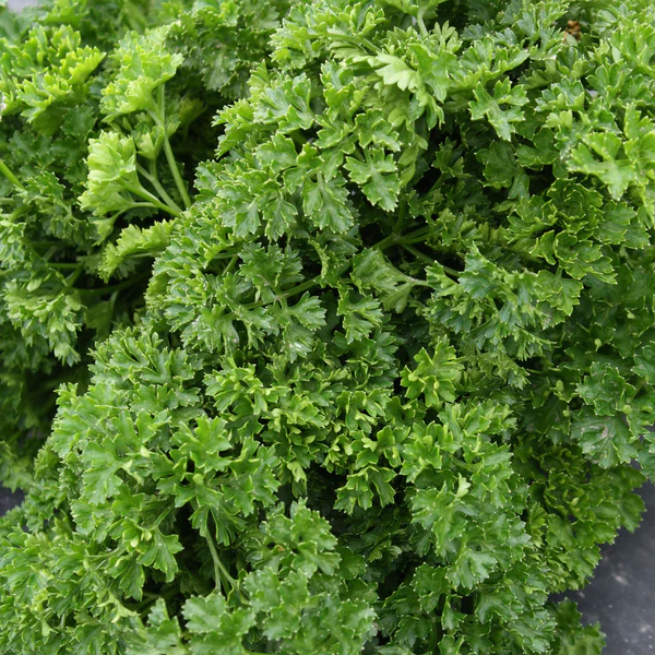 Tourne-Sol Organic Seeds Curled Parsley