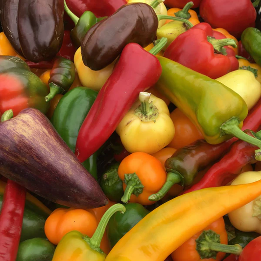 Tourne-Sol Organic Seeds Sweet Pepper Mix