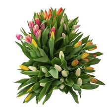 Load image into Gallery viewer, Vanco Traditional Tulips
