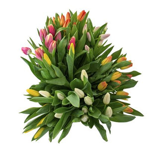 Vanco Traditional Tulips