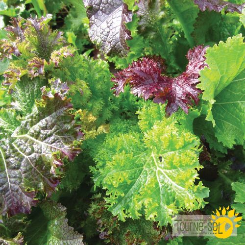Tourne-Sol Organic Seeds Mighty Mustard Mix