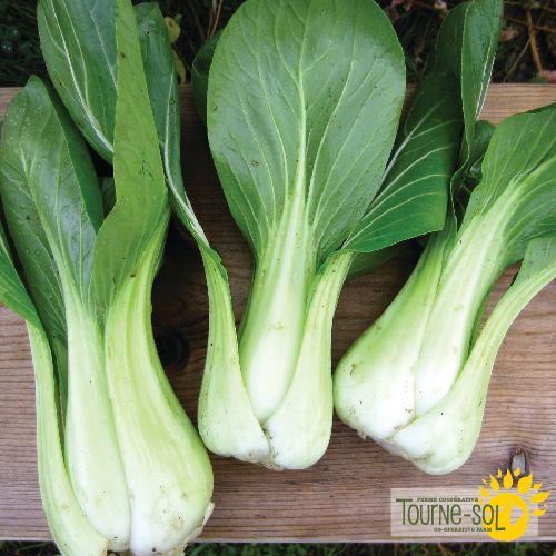 Tourne-Sol Organic Seeds Shanghai Bok Choy