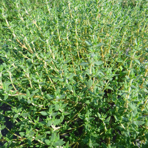 Tourne-Sol Organic Seeds Thyme
