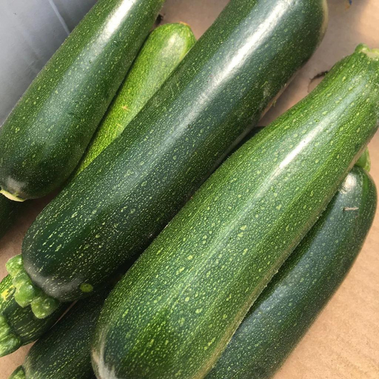 Tourne-Sol Organic Seeds Dark Green Zucchini