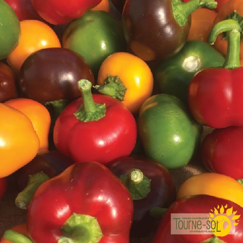 Tourne-Sol Organic Seeds Hot Pepper Bomb Mix