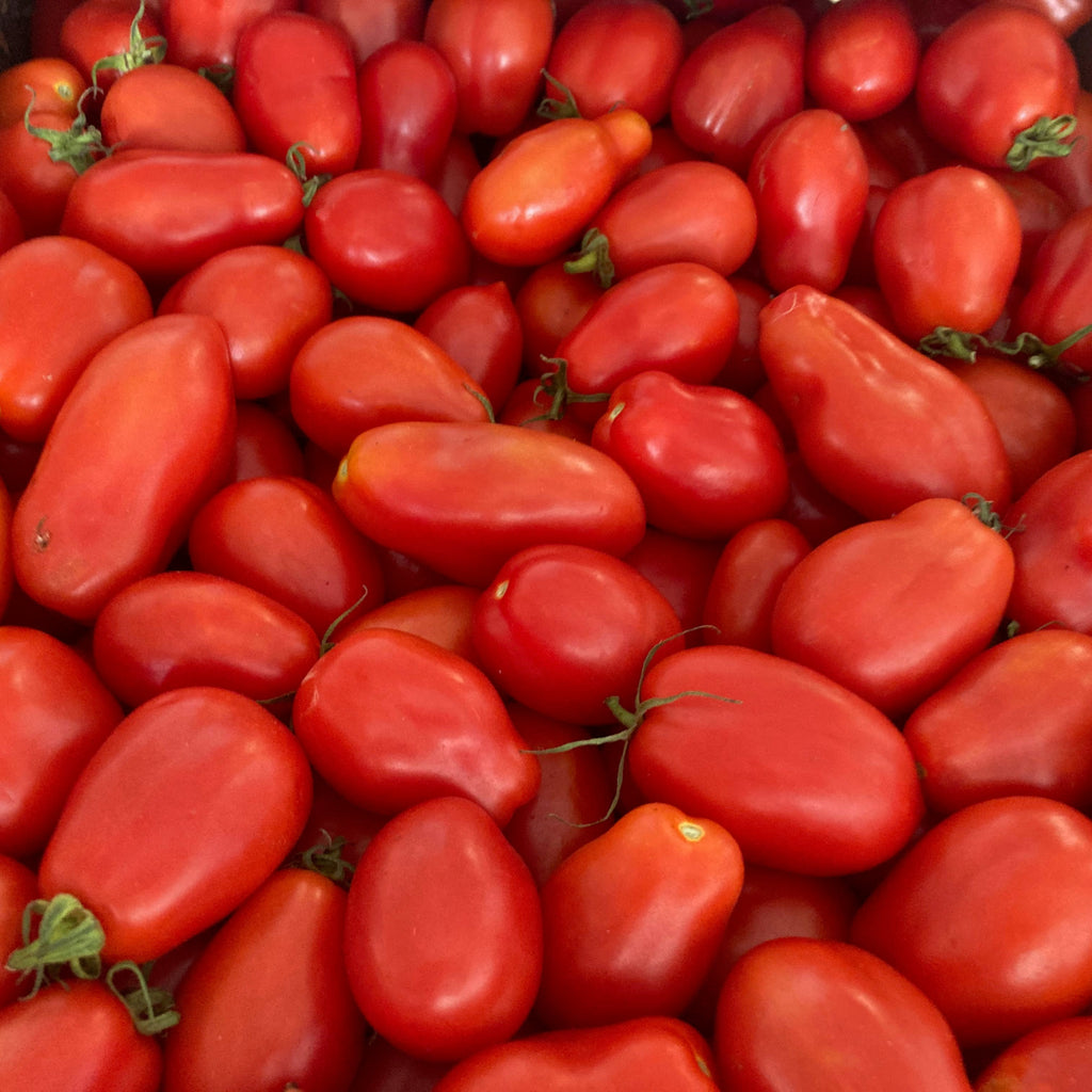 Tourne-Sol Organic Seeds San Marzaon Red Paste Tomato