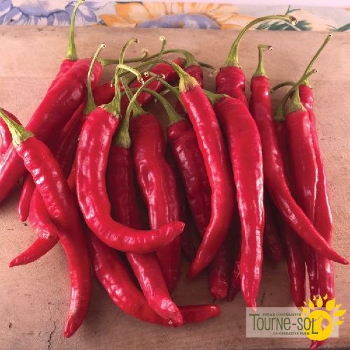 Tourne-Sol Organic Seeds Red Rocket Hot Peppers