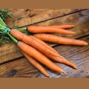 Tourne-Sol Organic Seeds Dolciva Carrot