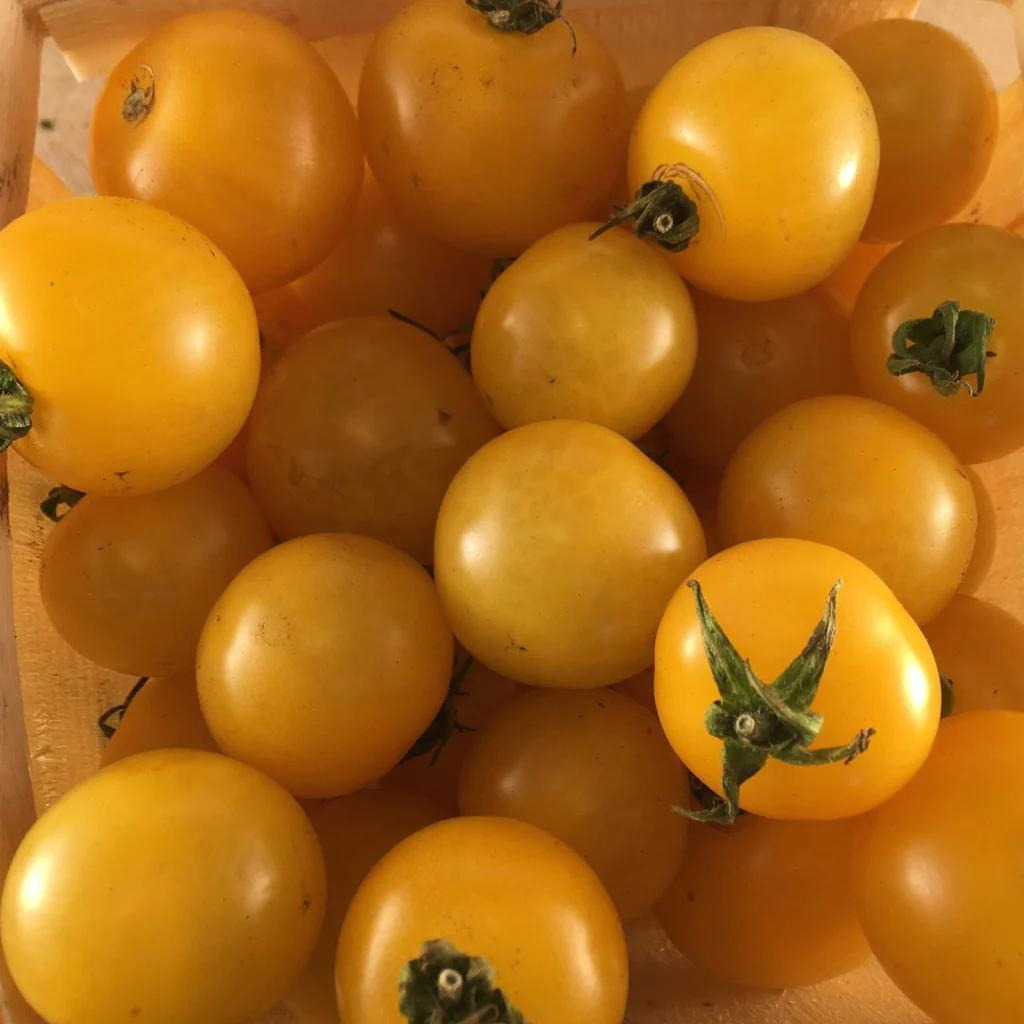 Tourne-Sol Organic Seeds Galina Yellow Cherry Tomato