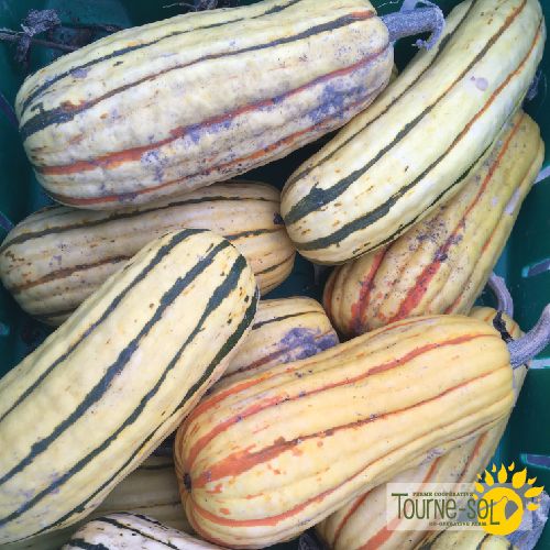 Tourne-Sol Organic Seeds Zeppelin Delicata Winter Squash