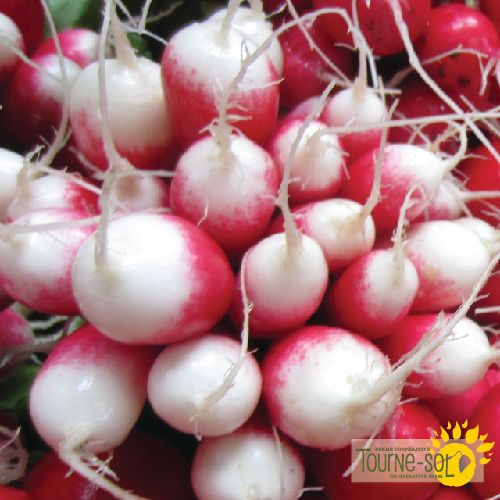 Tourne-Sol Organic Seeds Heirloom French Breakfast Radish