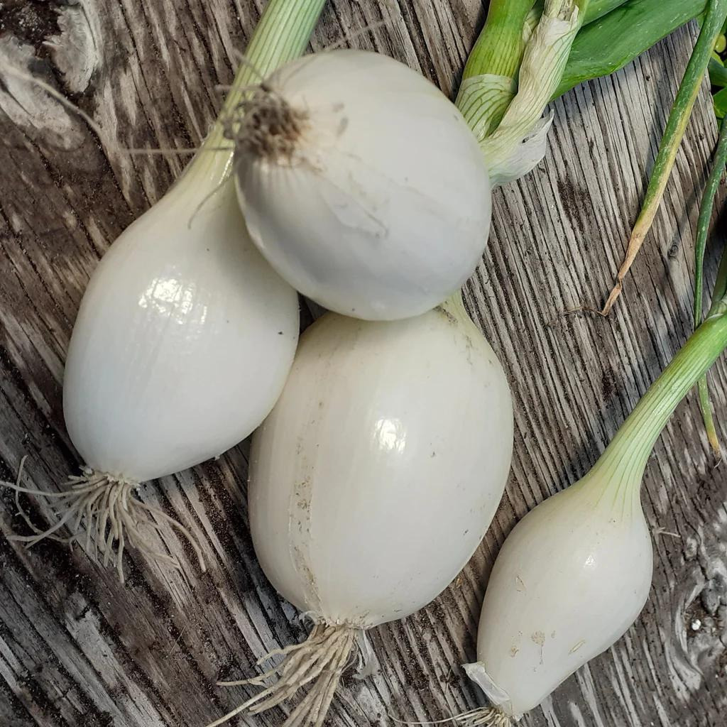 Tourne-Sol Organic Seeds Gladstone Onion